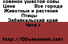 совенок ушастой совы › Цена ­ 5 000 - Все города Животные и растения » Птицы   . Забайкальский край,Чита г.